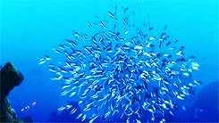 isolements:  an unending list of my favorite films » Finding Nemo (2003)  I have