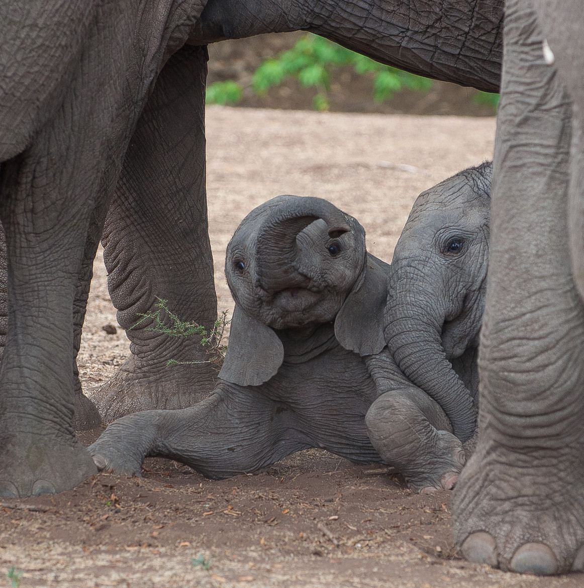 llbwwb:  (via 500px / Elephant kids &amp; their moms by Kyle Levine)