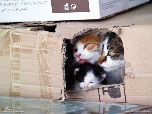 cybergata:Kittehs in the Kitteh Fort