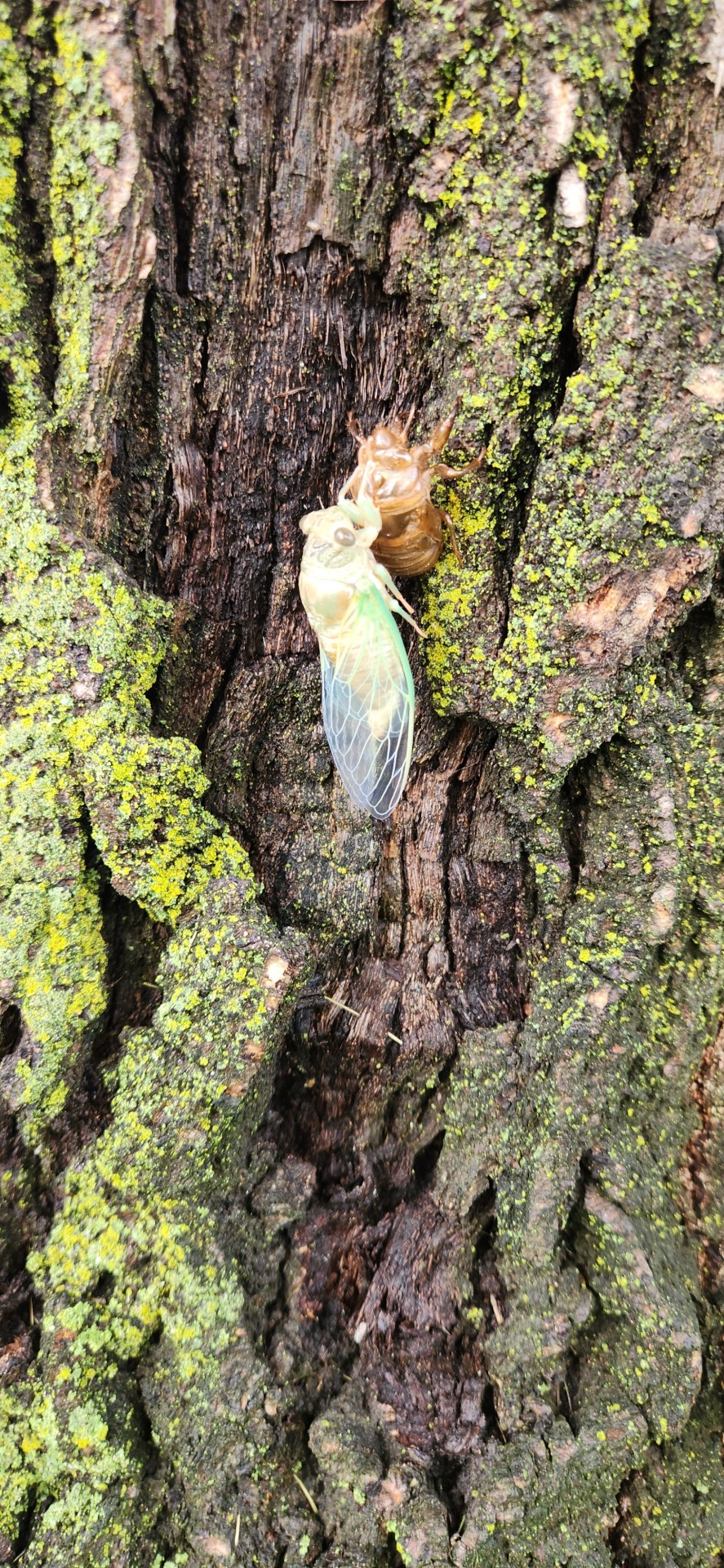 @onenicebugperday I Forgot To Post These Lil Pals About A Month Ago. Freshly Emerged, Chillin' And Drying