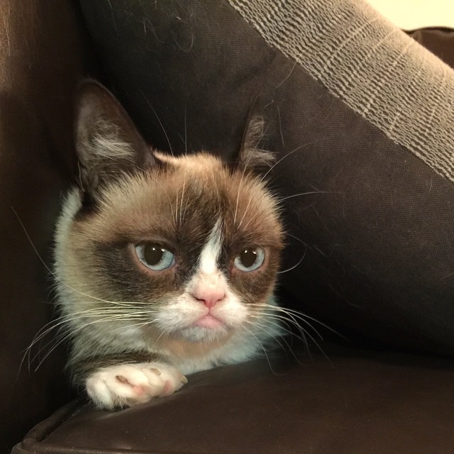 Your weekend is almost over? Good. #GrumpyCat