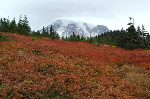 expressions-of-nature: Mt. Rainier Autumn by Jim Culp