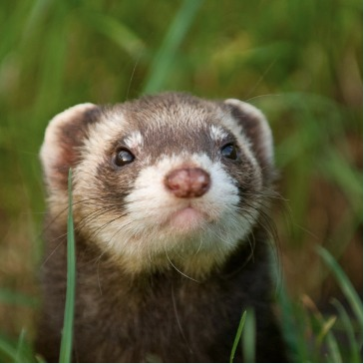 sixpenceee:  A female ferret can die if they don’t find a mate during heat. Remaining