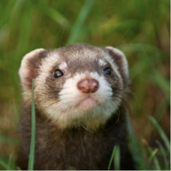 sixpenceee:  A female ferret can die if they