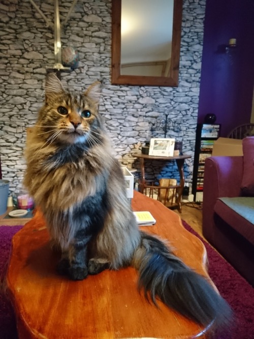 spoilmesweetie:Look at that fluff and tell me it’s not majestic!