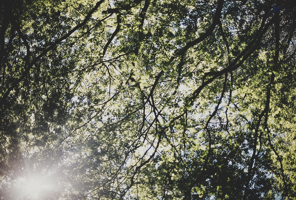 englishsnow:   Jeannine Tan 