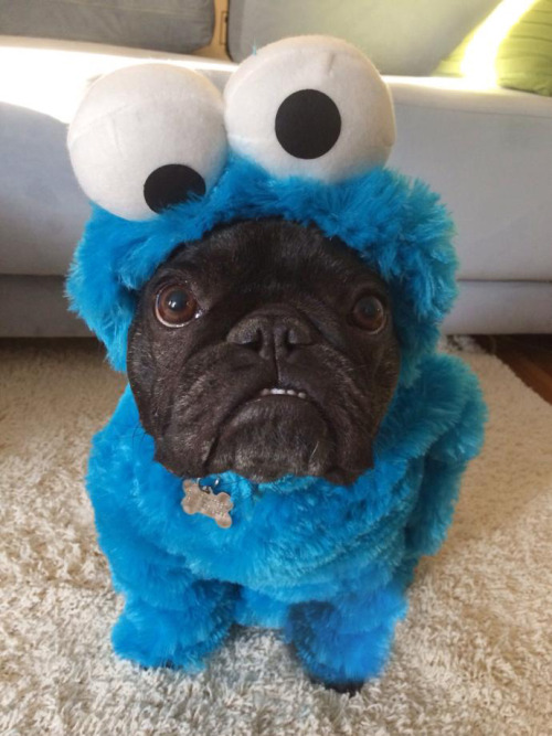 tastefullyoffensive:  Best Pet Costumes of Halloween 2013 (Part 3)Previously: Part 2, Part 1, Best Adult Costumes, Best Kid Costumes   That pulp fiction one! Its awesome