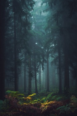 ponderation:  Misty Forest by Sven Quandt