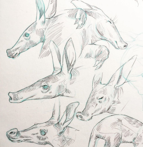 Some aadvark and topi studies from last month.