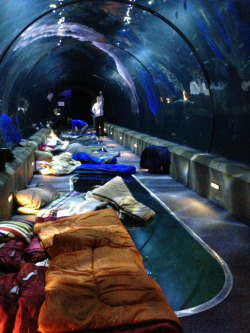 liftedandgiftedd:  mollytheimpaler:  coolthingoftheday:  An aquarium in Toronto, Ontario, Canada offers guests the chance to sleep there overnight from 8 PM to 9 AM for ๳ per person. [x]  Wow  i’d so be downsheisamixedbreed