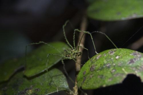 onenicebugperday:Moss mimic harvestman, Algidia viridata, Triaenonychidae Found in New ZealandPhotos