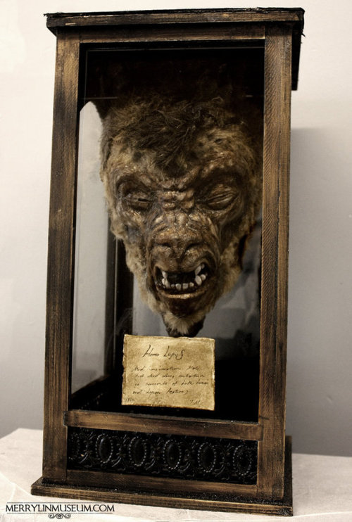 horrorandhalloween:  Specimens from the Merrylin Cryptid Museum