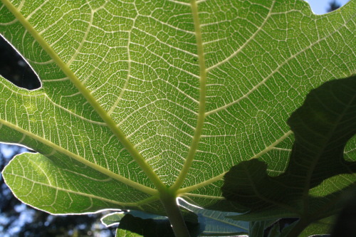 em-muh:  plants and sun spots 