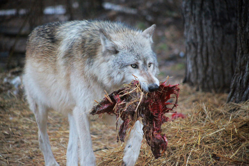 agameofwolves:  Hunter by samantha_rae_butler on Flickr.