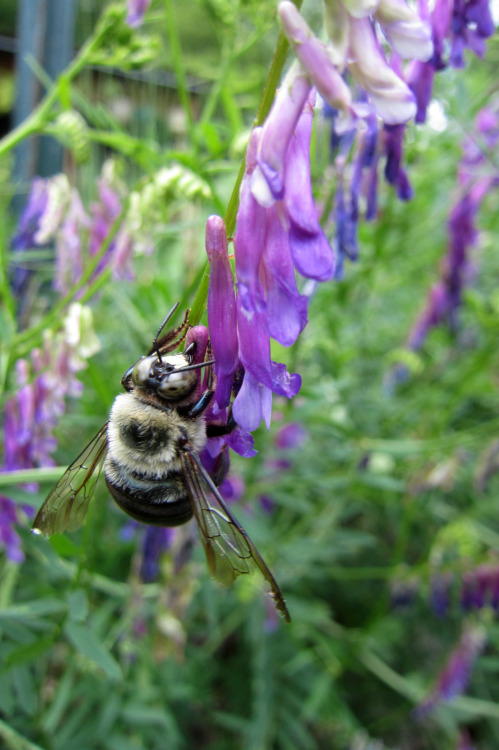 June 2015 - Carpenter Bee cheating the VetchThe Carpenter Bees cheat this plant by cutting? piercing