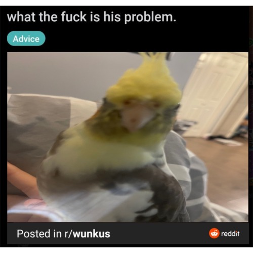Why Is My Bird Like This. Like Bro Watchu Lookin At.