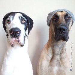 wearejvggernaut:these dogs are cooler than me