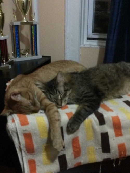 My sleepy boys Koshka and Luka.(submitted by @jolliesjaded)