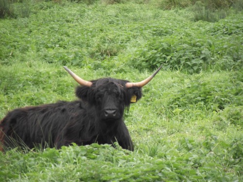 morigrrl:Black Highland cow