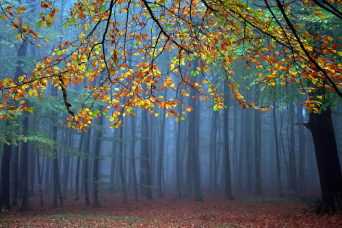 asiwaswalkingallalone: Bye Bye Beautiful Autumn by Roeselien Raimond on Flickr.