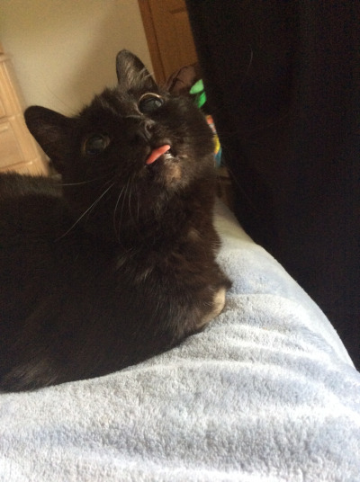 fantasticcatadventures: just when I thought my job couldn’t get any better I met a guy there who has 5 cats AND used to run a cat rescue. He has several cat tattoos and spent our entire lunch hour showing me pics and trading cat stories with me. Yesterday