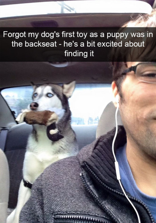 babyanimalgifs:  Dog snapsvia @animalsnaps