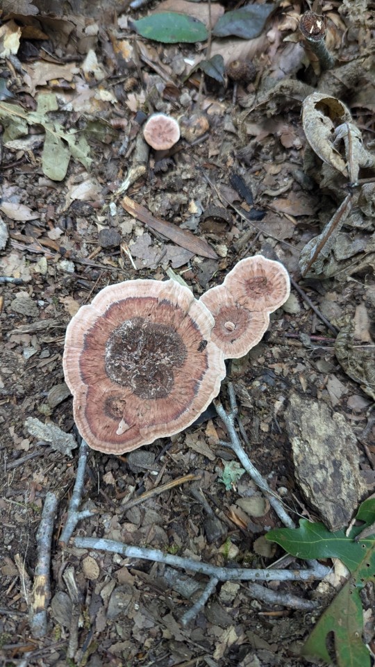 Mushrooms On A Short Hike In North Carolina