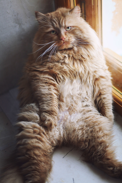 foxontherun:  photogenicfelines:  (Домнин Игорь)  everyday is Caturday.