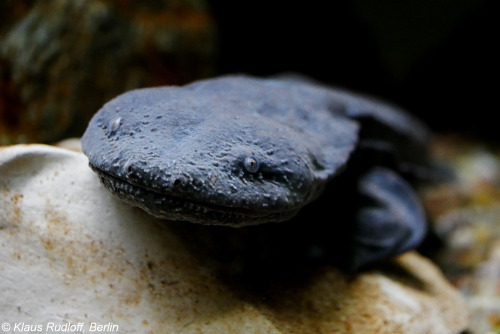 ainawgsd:The hellbender (Cryptobranchus alleganiensis) is a species of aquatic giant salamander ende