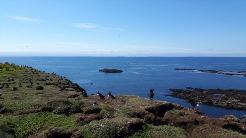 Hundreds of Puffins on the Treshnish isles, Inner Hebrides, Scotland. Photos taken last week during 