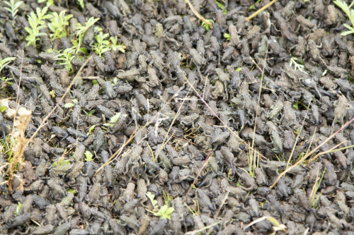 toadschooled:  Thousands of freshly morphed western toads [Anaxyrus boreas] swarm