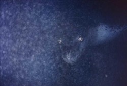 wife666: bundyspooks: A leopard seal stalking penguins from beneath the ice. my food’s vision of me waiting outside the microwave 