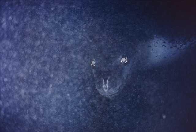 wife666:
“ bundyspooks:
“A leopard seal stalking penguins from beneath the ice.
”
my food’s vision of me waiting outside the microwave
”