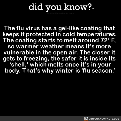 did-you-know:  The flu virus has a gel-like