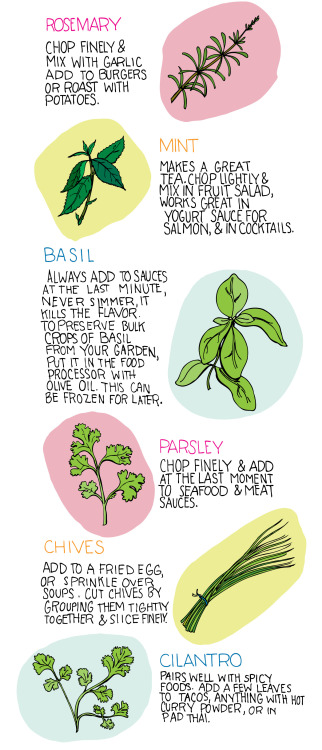 DIY Basic Illustrated Guide: How to Use Herbs from Illustrated Bites here 