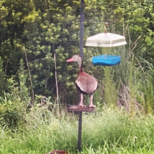 Just this week, this weird #duck has been stopping by to stand on the feeder and boy is it a real po