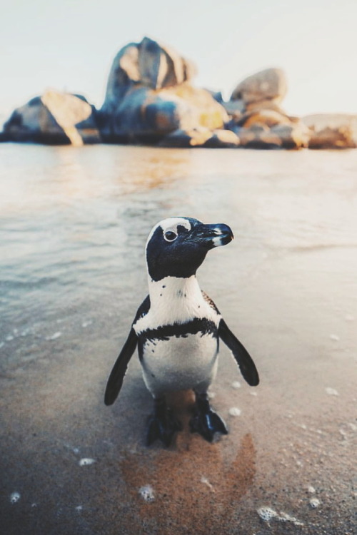 Penguin in Cape Town, South Africa! [photo by emmett_sparling] | Our Instagram Page