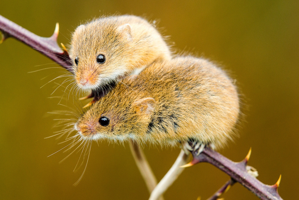  this is a harvest mouse appreciation post 