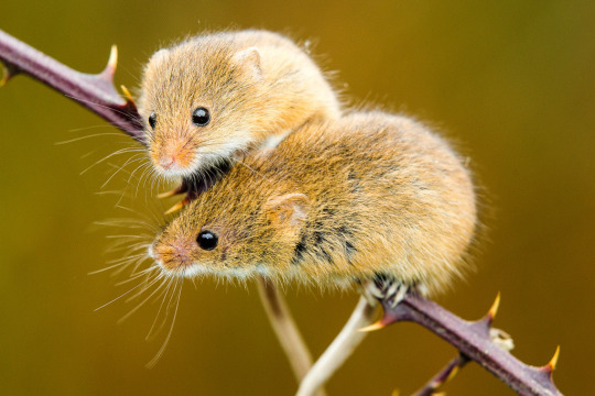 neonthebright:  creatorofuniverses:  zoeykoko-chu:   literally the cutest animal ever in history look at this lil fuzz tiny bean ! friendly bean they climb on basically everything. probably to get closer to kiss u if this mouse gets any more disney than