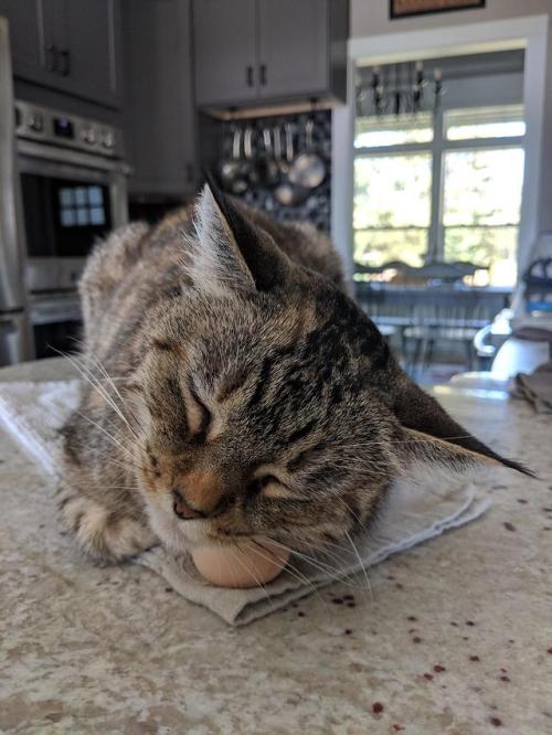 awwww-cute:  One of our chickens laid her first egg. Cat is very proud 🥚🐔😻 (Source: https://ift.tt/2n4Kcht)