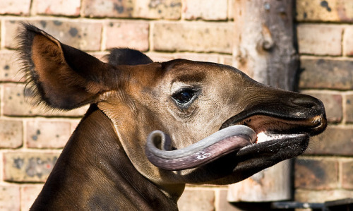 Tongues Is Magic: Okapi Edition