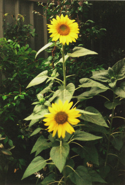 herecomessophie:  Tracie’s sunflowers.