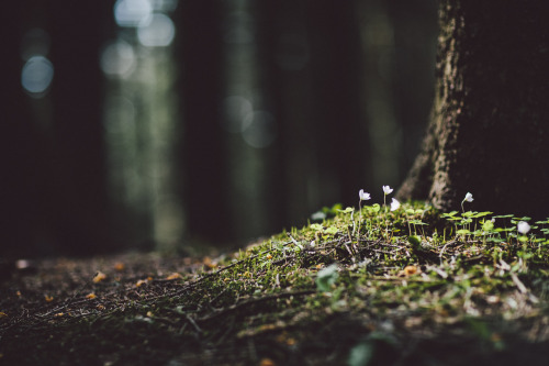 elenamorelli:  { into the forest // darkness and light and bokeh } 