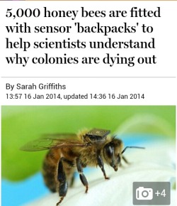 Dasmuskel:  Fuck-Benedict:  Vaqiru:  They Put Little Backpacks On Bees  Tiny Bee