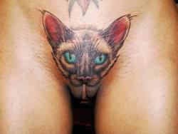 labialounge:  Siamese “pussycat” bald