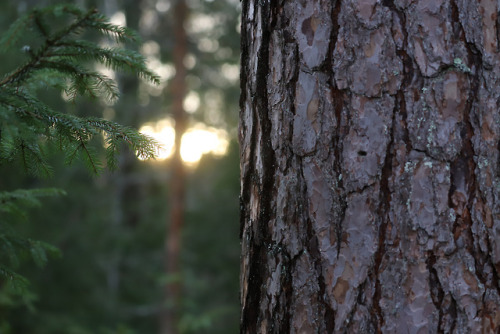 Pine and spruce.