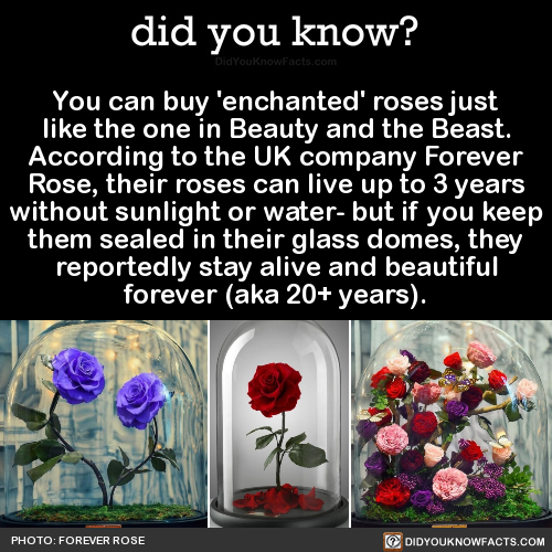 did-you-kno: You can buy ‘enchanted’ roses just like the one in Beauty and the