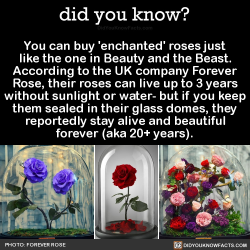 did-you-kno: You can buy ‘enchanted’