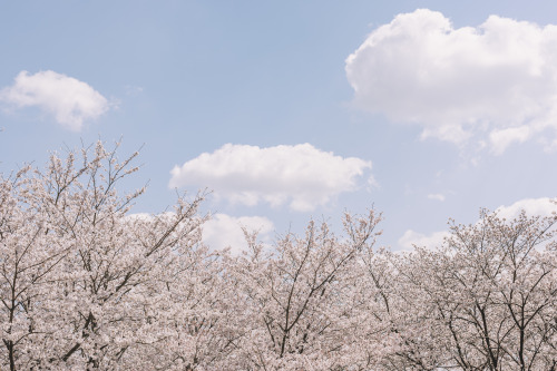 2022-04-02Spring, Cherry BlossomCanon EOS R3 + RF50mm f1.2LInstagram  |  hwantastic79vivid