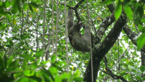 3-finger sluth - Puerto viejo - Costa Rica 2012